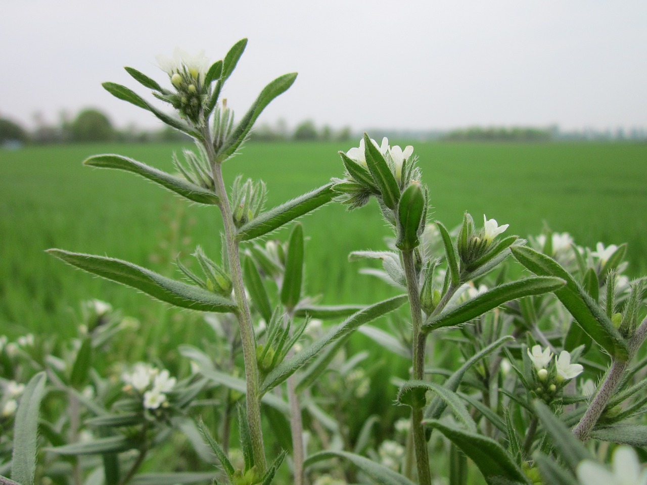 Erba perla minore, erba perla bianca