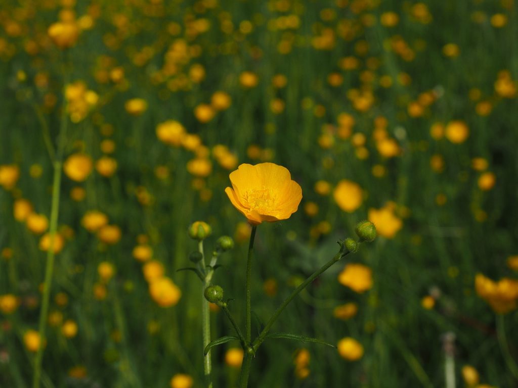 Ranunculus acris - by pixabay