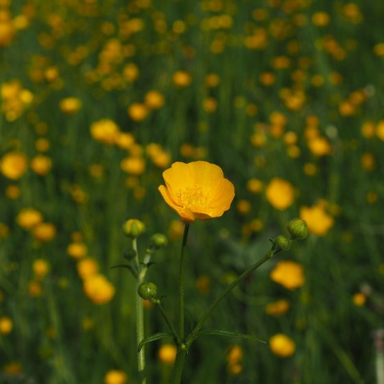 Ranunculus acris - by pixabay