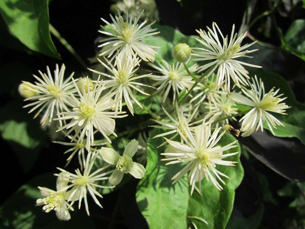 Clematis vitalba [photo di Barba Di Vecchio CC0 Creative Commons via pixabay]