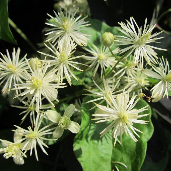 Clematis vitalba [photo di Barba Di Vecchio CC0 Creative Commons via pixabay]