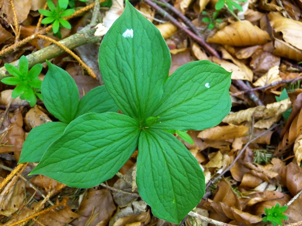 Paris quadrifolia, le foglie, via pixabay, CC0 Creative Commons