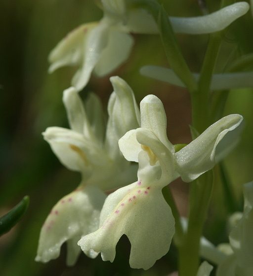 Orchis provincialis, orchidea della Provenza [photo credit: virole_bridee www.flickr.com Orchis provincialis via photopin creativecommons.org/licenses/by-nc-nd/2.0]