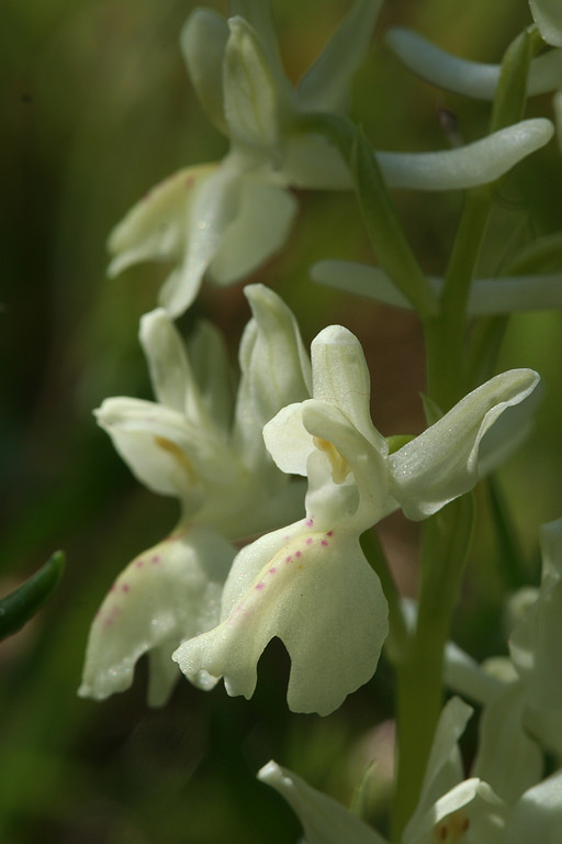 Orchidea gialla, orchidea provenzale, orchidea di Provenza