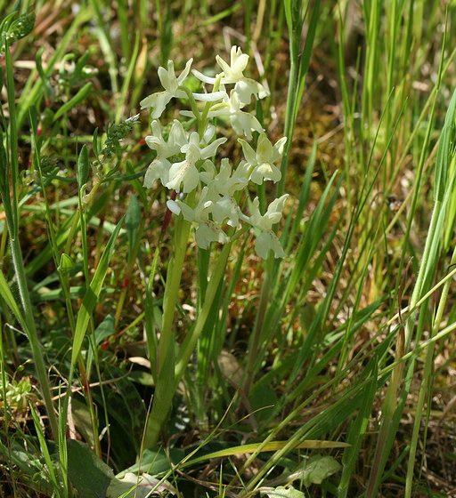 Orchis provincialis, orchidea della Provenza [photo credit: virole_bridee www.flickr.com Orchis provincialis via photopin creativecommons.org/licenses/by-nc-nd/2.0]