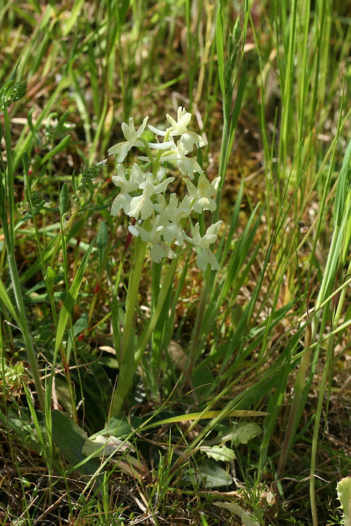 Orchis provincialis, orchidea della Provenza [photo credit: virole_bridee www.flickr.com Orchis provincialis via photopin creativecommons.org/licenses/by-nc-nd/2.0]