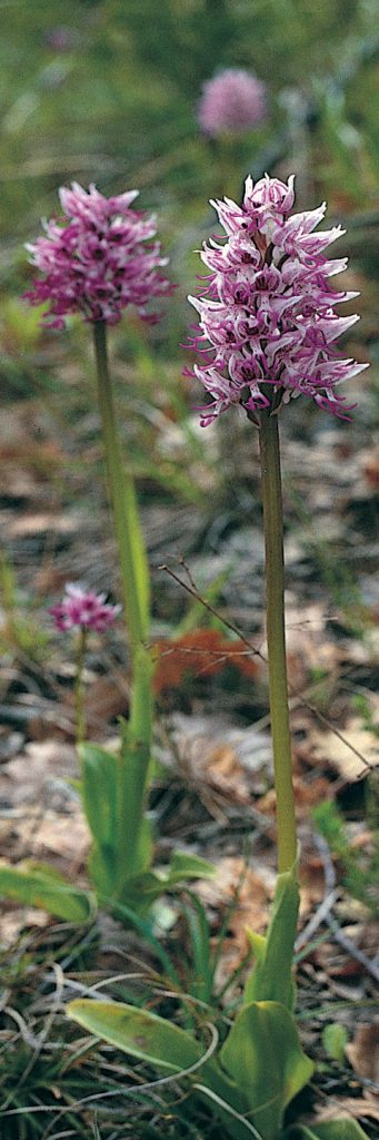 Orchis simia, orchidea scimmia, Trevi