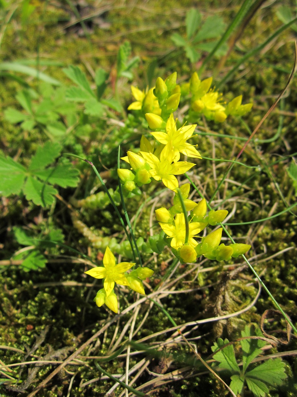 Borracina acre, erba pignola