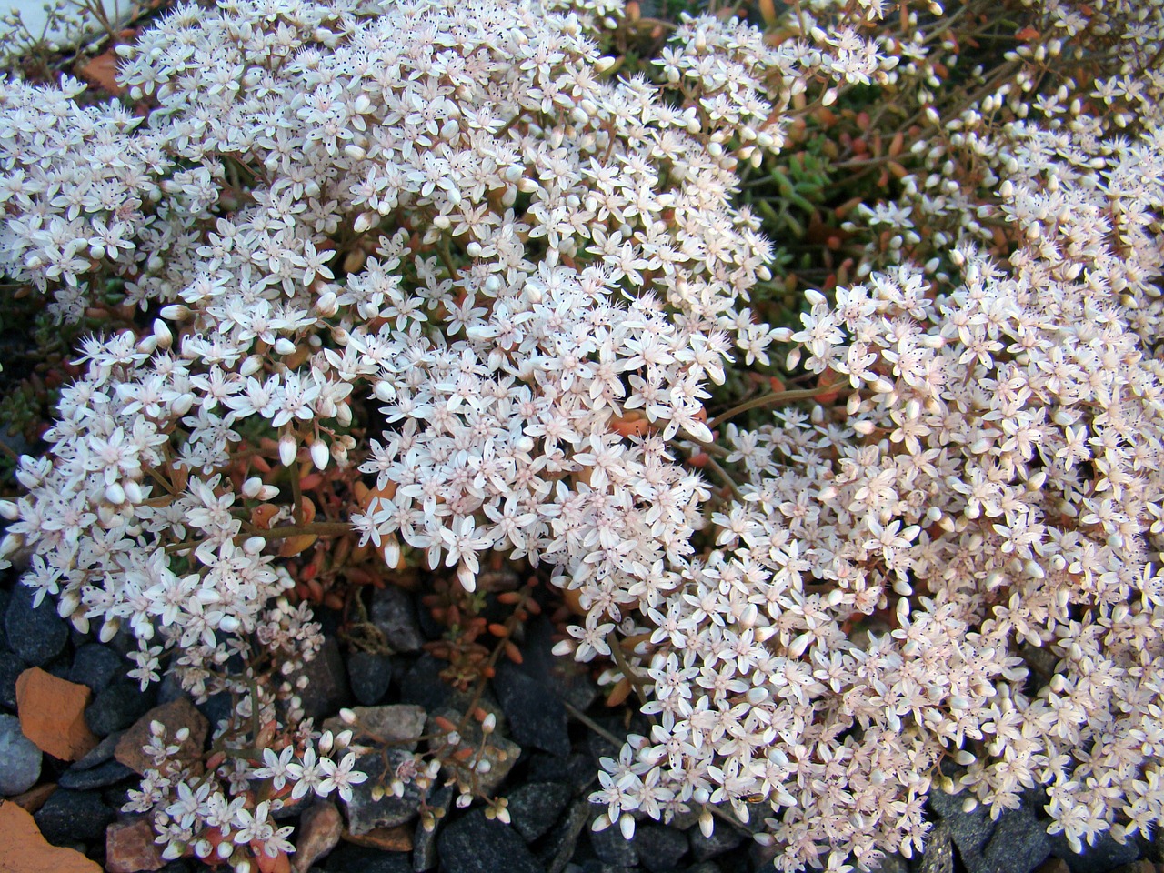 Erba risetta, borracina bianca, erba pignola, pinocchiella