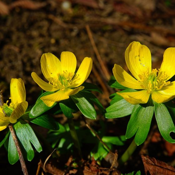 Eranthis hyemalis, by pixabay