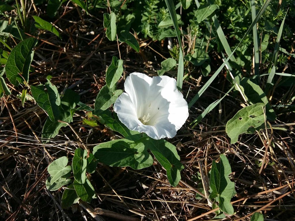 Calystegia sepium, vilucchione, vilucchio bianco