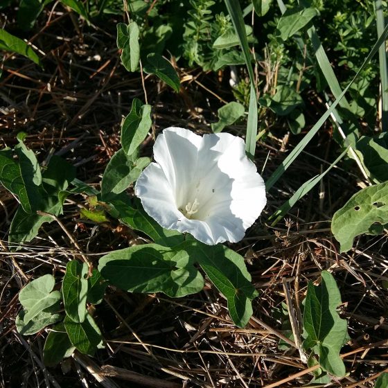 Calystegia sepium, vilucchione, vilucchio bianco