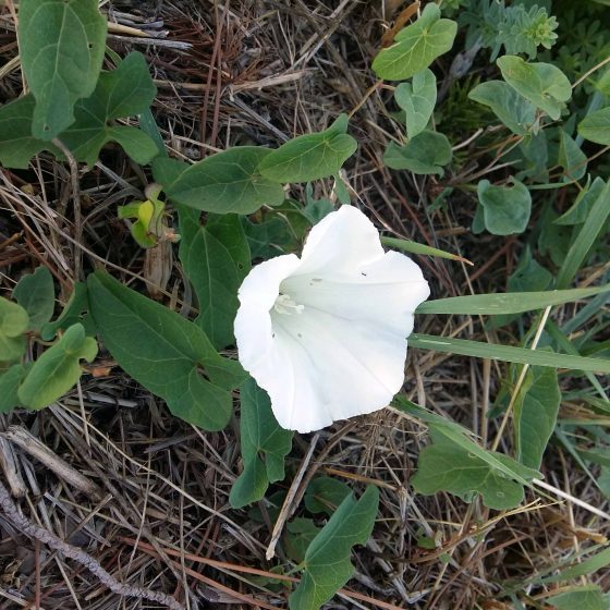 Calystegia sepium, vilucchione, vilucchio bianco