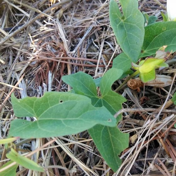 Calystegia sepium, vilucchione, vilucchio bianco (brattee e foglie)