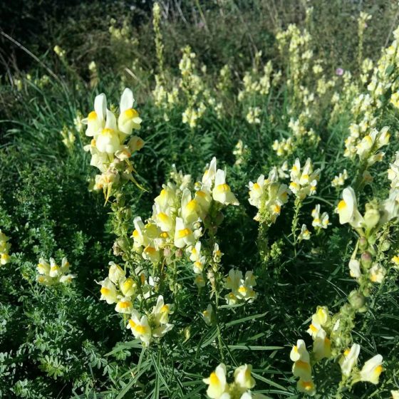 Linaiola comune, erba strega