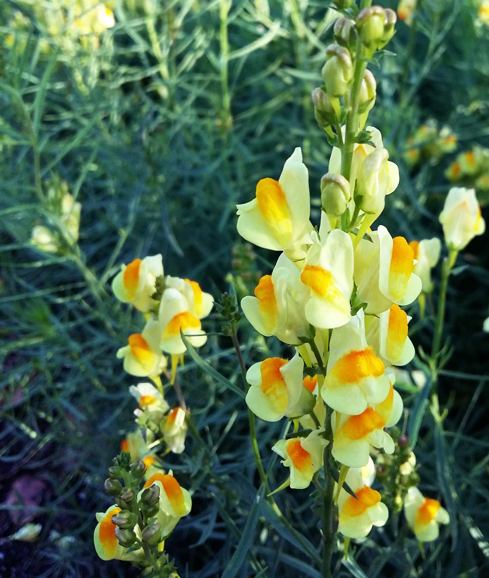 Linaiola comune, erba strega