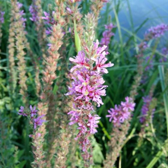 Lythrum salicaria, salcerella comune