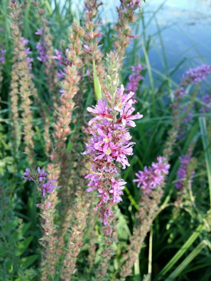 Lythrum salicaria, salcerella comune