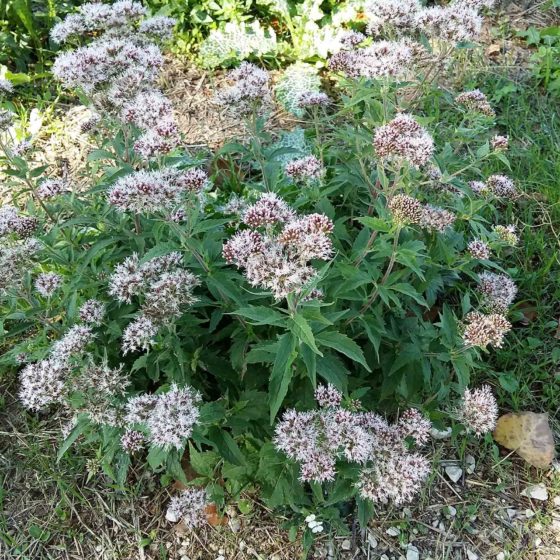 Eupatorium cannabinum, canapa acquatica, canapa d'acqua