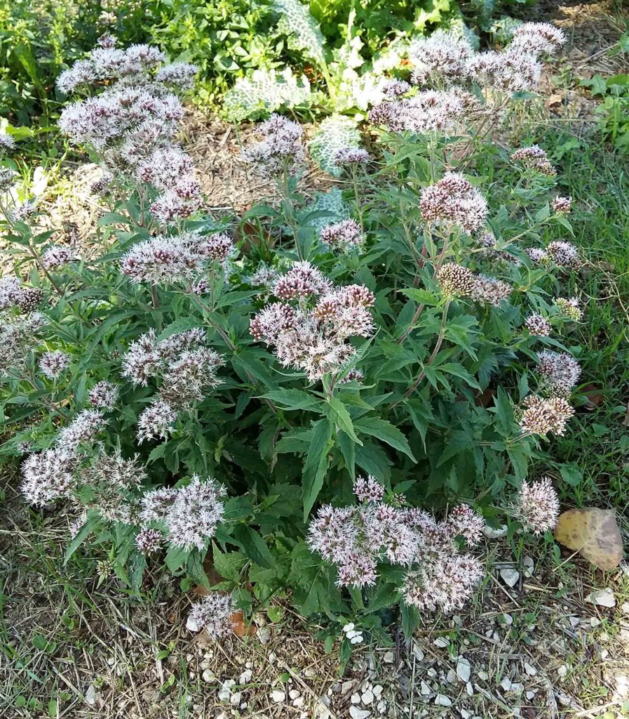 Eupatorium cannabinum, canapa acquatica, canapa d'acqua