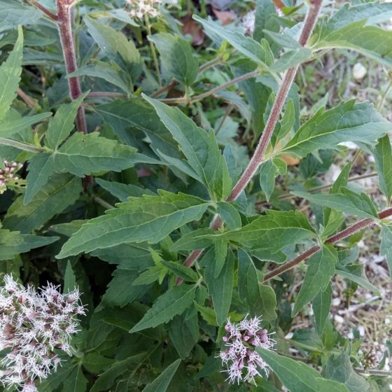 Eupatorium cannabinum, canapa acquatica, canapa d'acqua