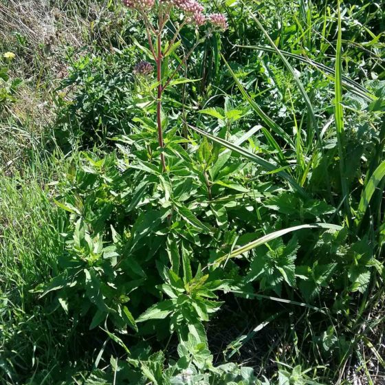 Eupatorium cannabinum, canapa acquatica, canapa d'acqua