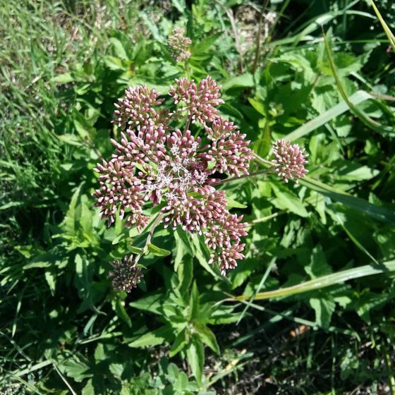 Eupatorium cannabinum, canapa acquatica, canapa d'acqua