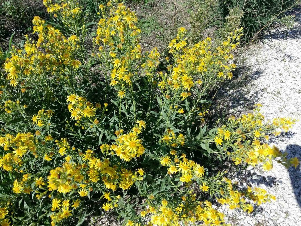 Dittrichia viscosa, inula viscosa