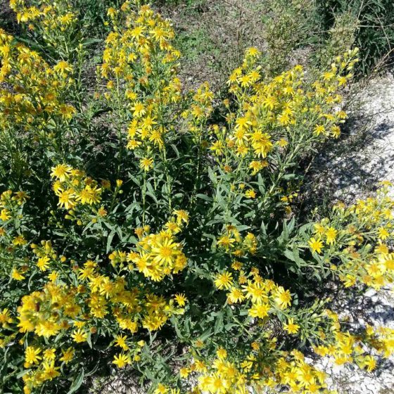 Dittrichia viscosa, inula viscosa