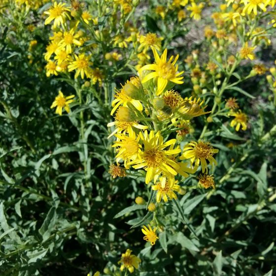 Dittrichia viscosa, inula viscosa