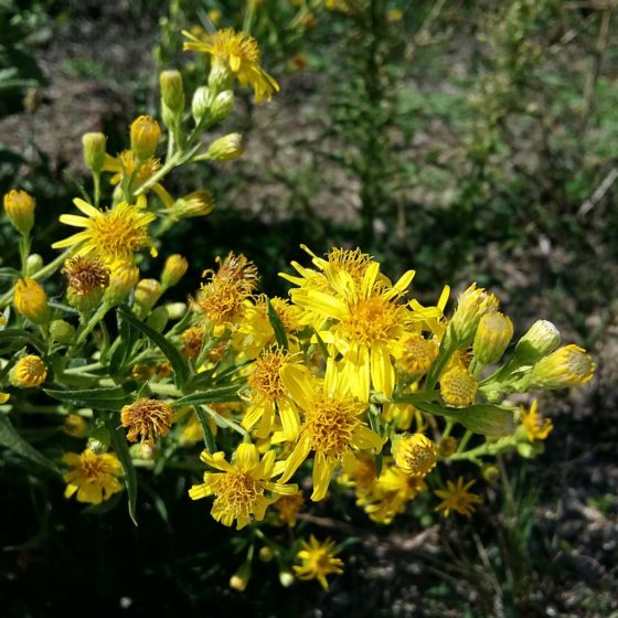 Dittrichia viscosa, inula viscosa