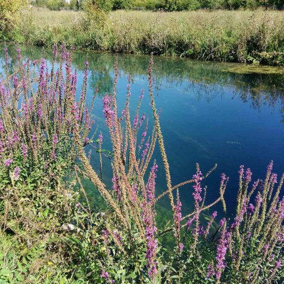 Lythrum salicaria, salcerella comune