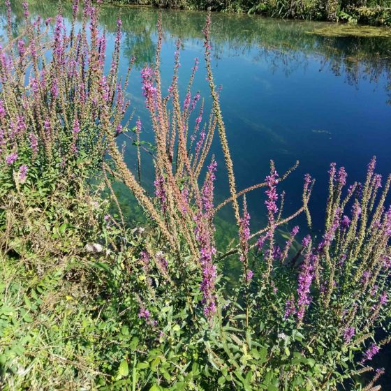 Lythrum salicaria, salcerella comune