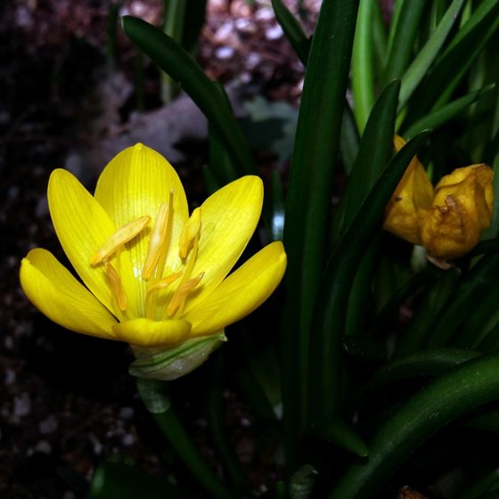 Sternbergia lutea, sternbergia gialla