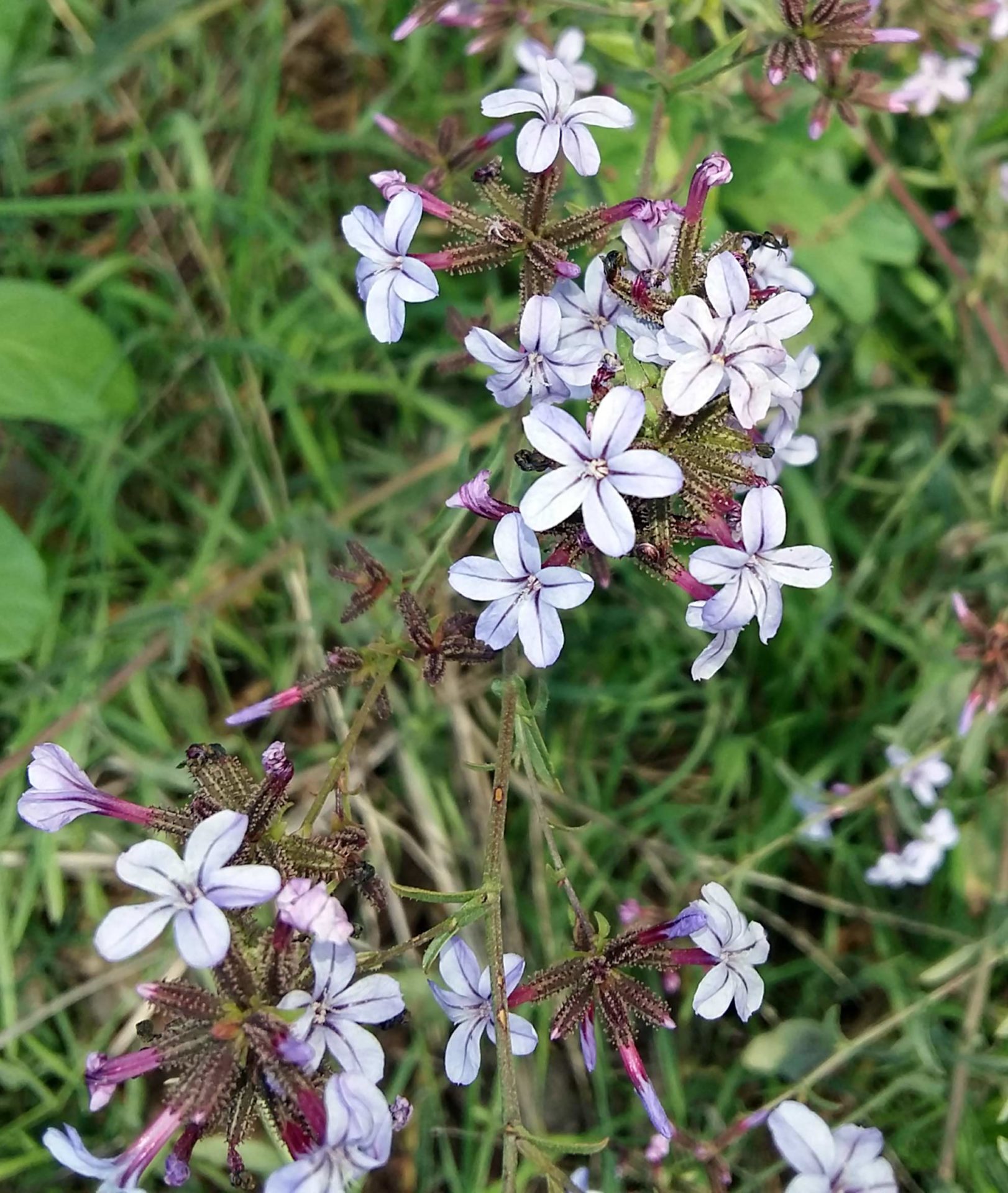 Piombaggine europea, piombaggine, caprinella, caprinella europea