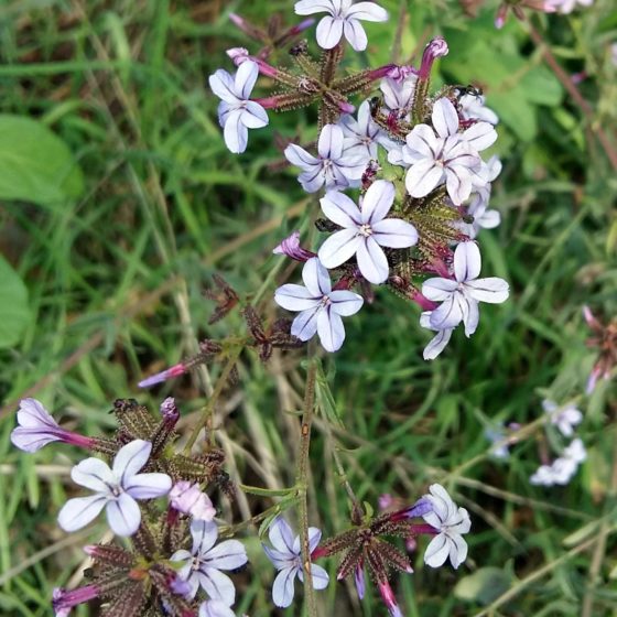 Plumbago europaea, piombaggine europea