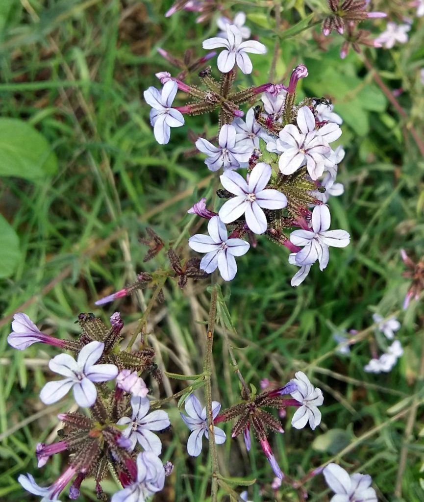 Plumbago europaea, piombaggine europea