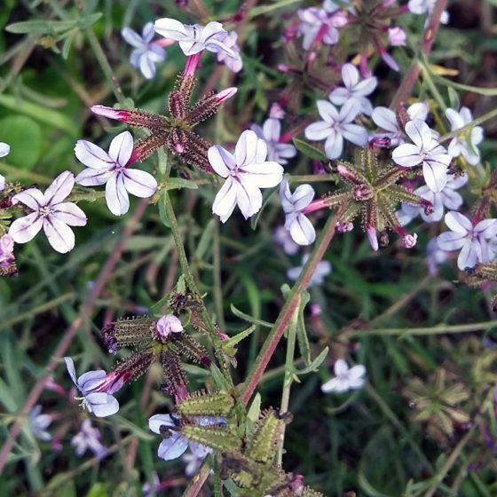 Plumbago europaea, piombaggine europea