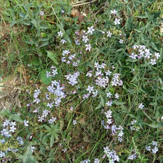 Plumbago europaea, piombaggine europea