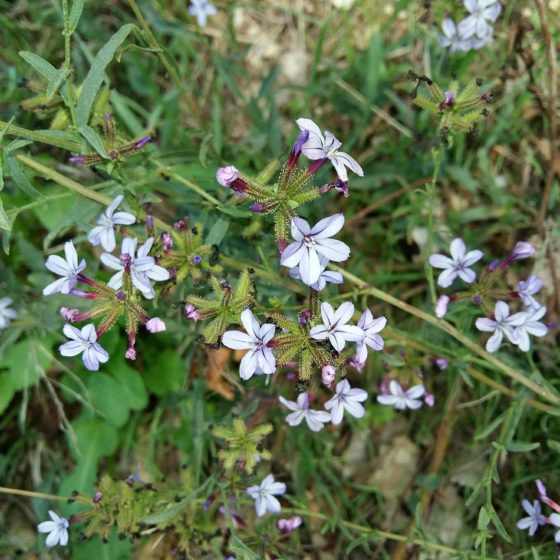 Plumbago europaea, piombaggine europea