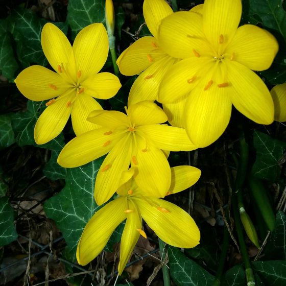 Sternbergia lutea, sternbergia gialla