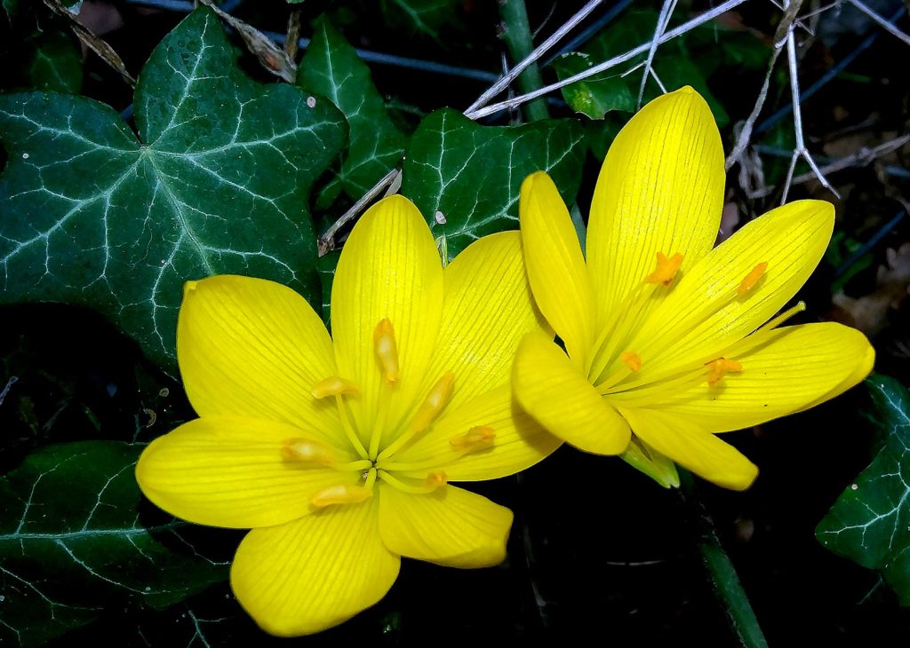 Sternbergia lutea, sternbergia gialla