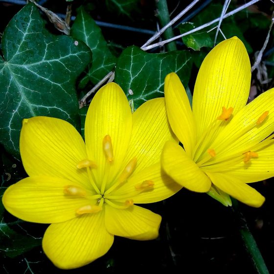 Sternbergia lutea, sternbergia gialla