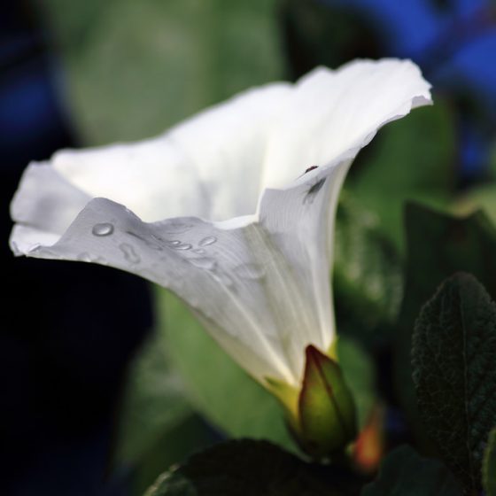 Calystegia sepium [photo credit: Rüdiger Stehn www.flickr.com Echte Zaunwinde via photopin creativecommons.org/licenses/by-sa/2.0/]