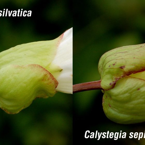 Calystegia silvatica vs. Calystegia sepium [credits: photograph was published in 'A Flora of Suffolk' by Martin Sanford (2010), modificata]