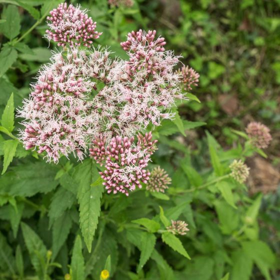 Eupatorium cannabinum, canapa acquatica, canapa d'acqua