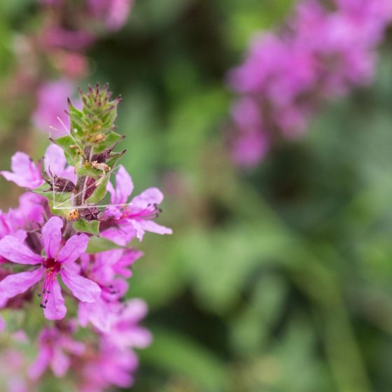 Lythrum salicaria, salcerella comune