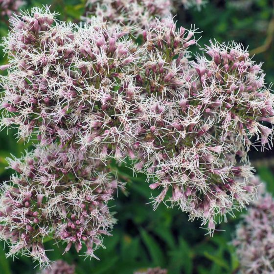 Eupatorium cannabinum, canapa acquatica, canapa d'acqua