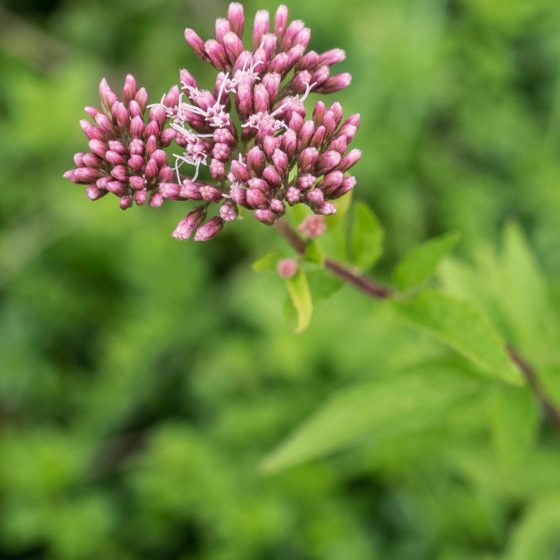 Eupatorium cannabinum, canapa acquatica, canapa d'acqua