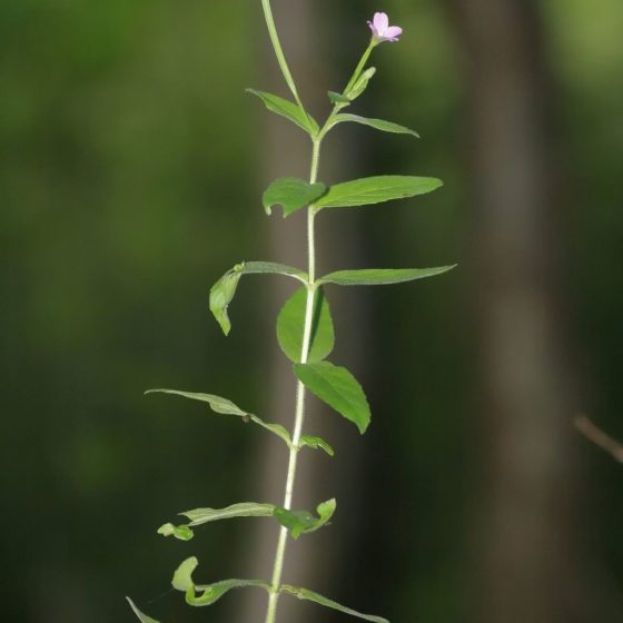 Epilobium parviflorum, epilobio minore